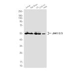 JNK1 Recombinant Rabbit Monoclonal Antibody (K01_2T92)