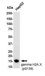 Phospho-Histone H2A.X (Ser139) Antibody in Western Blot (WB)