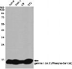 Phospho-Histone H2A.X (Ser139) Recombinant Rabbit Monoclonal Antibody (K01_2U18)