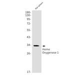 HO-1 Antibody in Western Blot (WB)