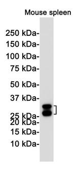 HO-1 Antibody in Western Blot (WB)