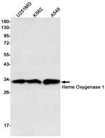 HO-1 Antibody in Western Blot (WB)
