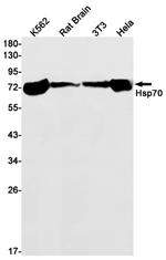 HSPA1B Antibody in Western Blot (WB)
