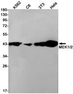 MEK1/MEK2 Antibody in Western Blot (WB)