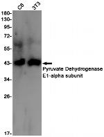 PDHA1 Antibody in Western Blot (WB)