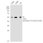 Phospho-JNK1 (Thr183, Tyr185) Antibody in Western Blot (WB)