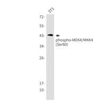 Phospho-MAP2K4 (Ser80) Antibody in Western Blot (WB)