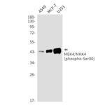 Phospho-MAP2K4 (Ser80) Recombinant Rabbit Monoclonal Antibody (K01_2U50)