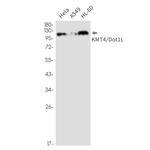 Dot1L Antibody in Western Blot (WB)
