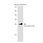 CTR1 Antibody in Western Blot (WB)