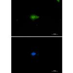 NAMPT Recombinant Rabbit Monoclonal Antibody (K01_2U61)