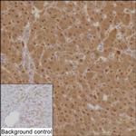 NAMPT Antibody in Immunohistochemistry (Paraffin) (IHC (P))