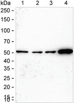 NAMPT Antibody in Western Blot (WB)
