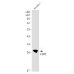 XBP1 Antibody in Western Blot (WB)
