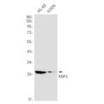 XBP1 Recombinant Rabbit Monoclonal Antibody (K01_2U62)