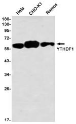 YTHDF1 Recombinant Rabbit Monoclonal Antibody (K01_2U63)
