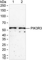 PI3K p55 gamma Recombinant Rabbit Monoclonal Antibody (K01_2W51)