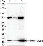 LC3B Recombinant Rabbit Monoclonal Antibody (K01_2W54)
