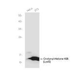 H2BK12cr Recombinant Rabbit Monoclonal Antibody (K01_3J59)