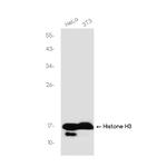 Histone H3 Antibody in Western Blot (WB)