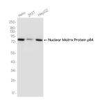 Nuclear Matrix Protein p84 Recombinant Rabbit Monoclonal Antibody (K01_3J61)