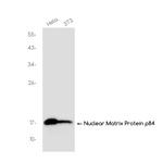 H3K36me2 Recombinant Rabbit Monoclonal Antibody (K01_3J62)