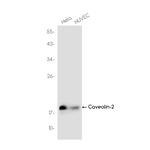 Caveolin 2 Recombinant Rabbit Monoclonal Antibody (K01_3J63)