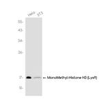 H3K9me1 Recombinant Rabbit Monoclonal Antibody (K01_3J66)
