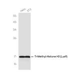 H3K9me3 Recombinant Rabbit Monoclonal Antibody (K01_3J67)