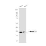 HNRNPA0 Recombinant Rabbit Monoclonal Antibody (K01_3J71)