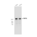 PRP8 Antibody in Western Blot (WB)