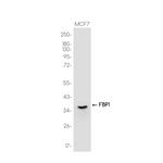 FBP1 Recombinant Rabbit Monoclonal Antibody (K01_3J78)