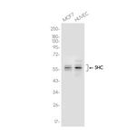 SHC Recombinant Rabbit Monoclonal Antibody (K01_3J79)