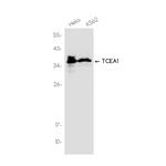 TCEA1 Recombinant Rabbit Monoclonal Antibody (K01_3J86)