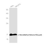 H3K4me1 Recombinant Rabbit Monoclonal Antibody (K01_3J90)