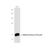 H3K9me2 Antibody in Western Blot (WB)