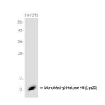 H4K20me1 Recombinant Rabbit Monoclonal Antibody (K01_3J93)