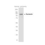Nucleolin Recombinant Rabbit Monoclonal Antibody (K01_3J98)