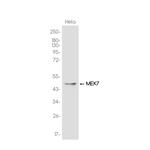 MKK7 Antibody in Western Blot (WB)