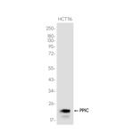 Cyclophilin C Recombinant Rabbit Monoclonal Antibody (K01_3K06)