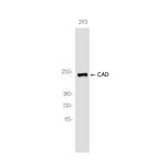 CAD Recombinant Rabbit Monoclonal Antibody (K01_3K08)