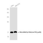 H3K36me1 Recombinant Rabbit Monoclonal Antibody (K01_3K11)