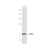 ARF6 Recombinant Rabbit Monoclonal Antibody (K01_3K12)