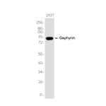 Gephyrin Recombinant Rabbit Monoclonal Antibody (K01_3K13)