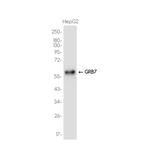 GRB7 Recombinant Rabbit Monoclonal Antibody (K01_3K14)