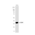 SOX1 Recombinant Rabbit Monoclonal Antibody (K01_3K17)