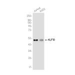 KLF10 Recombinant Rabbit Monoclonal Antibody (K01_3K18)