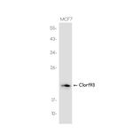 FAM213B Recombinant Rabbit Monoclonal Antibody (K01_3K20)