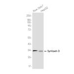 Syntaxin 3 Recombinant Rabbit Monoclonal Antibody (K01_3K21)