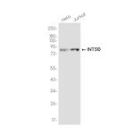 INTS10 Recombinant Rabbit Monoclonal Antibody (K01_3K22)